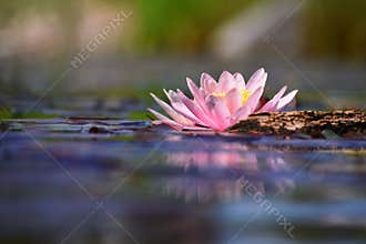 Beautiful flowering pink water lily - lotus in a garden in a pond. Reflections on water surface.
