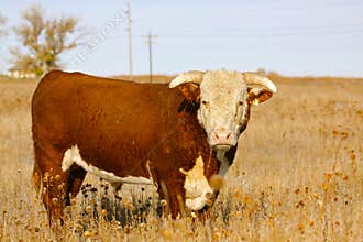 Hereford Bull