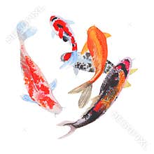 fish Watercolor painting isolated. Watercolor hand painted fish illustrations. fish isolated on white background