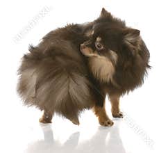 Dog chasing tail