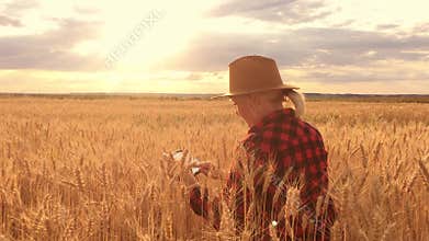 The agronomist records and looks at the harvest of wheat. Writing data to the tablet