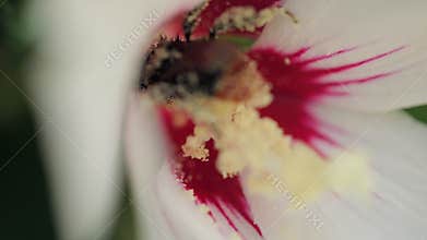 Bees flying to blossoming flower