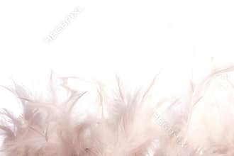White feathers
