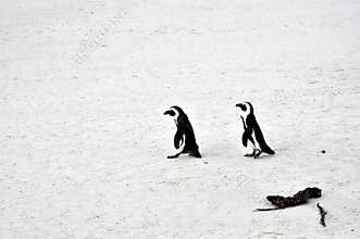 African Penguins at Boulders Beach