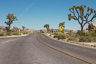 Paved desert road through Joshua Tree National Pa