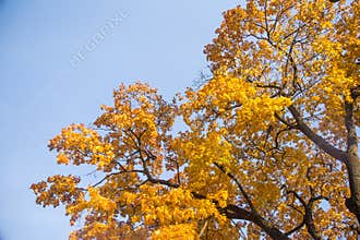 A beautiful autumn trees shot from street level against the sky. Beautiful fall patterns and colors