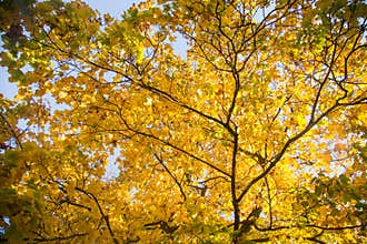 A beautiful autumn trees shot from street level against the sky. Beautiful fall patterns and colors