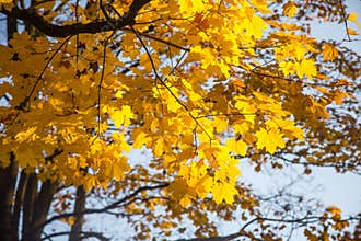 A beautiful autumn trees shot from street level against the sky. Beautiful fall patterns and colors