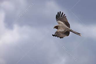 Black kite