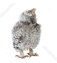 Baby Little Owl, 4 weeks old, Athene noctua