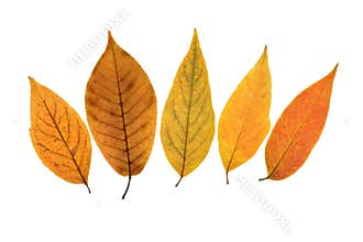 Fall leafs 4