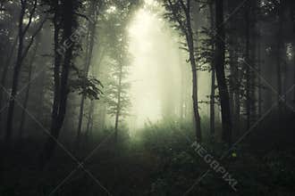 Path through dark spooky woods