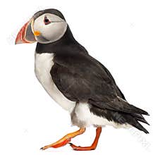 Atlantic Puffin or Common Puffin, Fratercula arctica