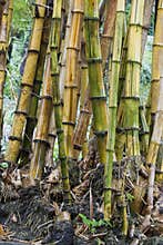 Bamboo stems