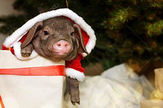 Christmas and new year card with cute newborn santa pig in gift present box. Decorations symbol of the year Chinese calendar. fir