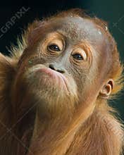Funny Face