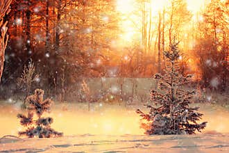 Winter landscape with a small pine and spruce