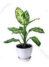 Diffenbahia or Dieffenbachia