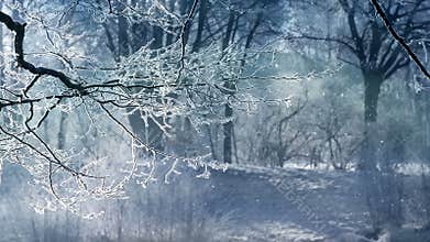 Winter scenery and falling snow