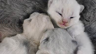 Cat taking care of her new born kittens, black background