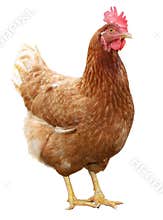 Beautiful Brown hen isolated on white background.