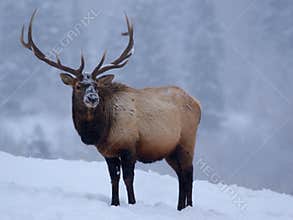 Elk In Winter