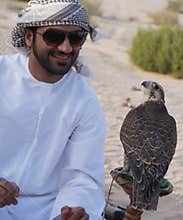 Falcon, falconry, falconer