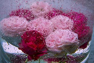Pink and red roses in glass vase during heavy rainfall