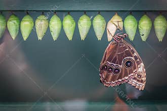 Peleides blue morpho butterfly and cocoons