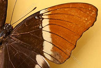 A brown butterfly