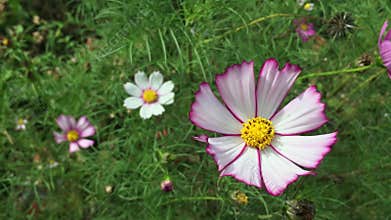 Cosmos flower swaying