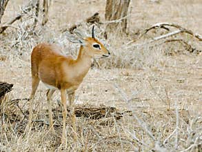 KRUGER NATIONAL PARK, SOUTH AFRICA - Steenbok, a small antelope.