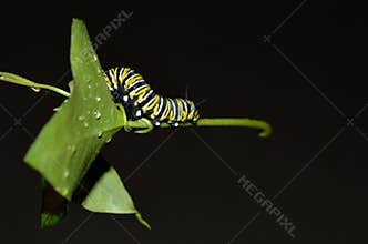 Macro photo of a monarch caterpillar outside on a green leaf a rainy day
