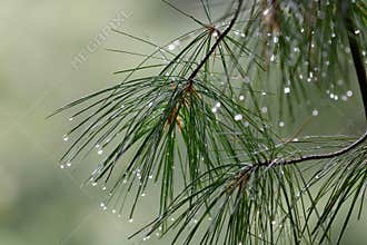 Pine Branches in the Rain
