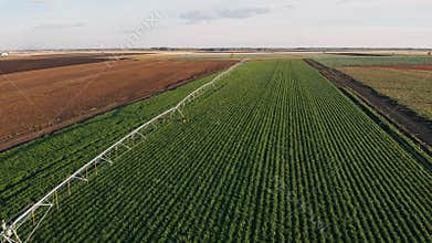 Industrial farming 4K Aerial video footage: Irrigation of field in Summer. Drone shot, agriculture at dawn in the summer