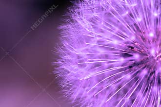 Purple dandelion.