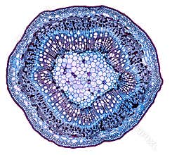 Microscopic cross section cut of a plant stem under the microscope