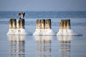 Seabird perched in ocean