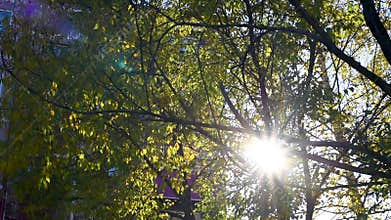 The sun`s warm rays make their way through the foliage on an autumn day