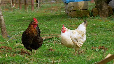 Two chicken, black and white, graze on the farm