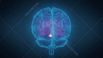 Human Brain Pituitary Gland Generates Endorphins