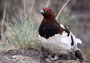 Willow Ptarmigan - Alaska State Bird