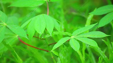Cassava Plant Vibrant Green Leaves Panning Close Up