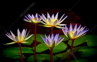 Bunch of purple water lilies