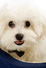 Maltese dog lying in in a puppy bed