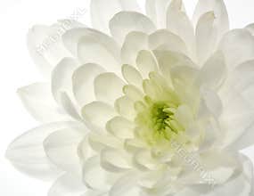 White Chrysanthemum flower