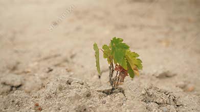 Small Plant Growing on Dry Sand Soil. 4K.