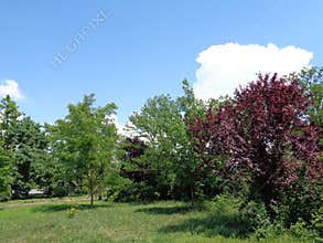 Generic Vegetation - Eutopia Garden - Arad, Romania