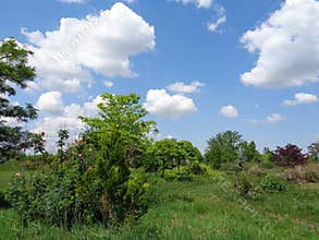 Generic Vegetation - Eutopia Garden - Arad, Romania