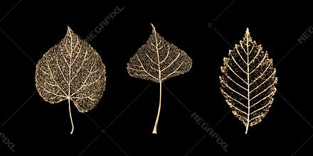 Set of gold skeleton leaves on black background